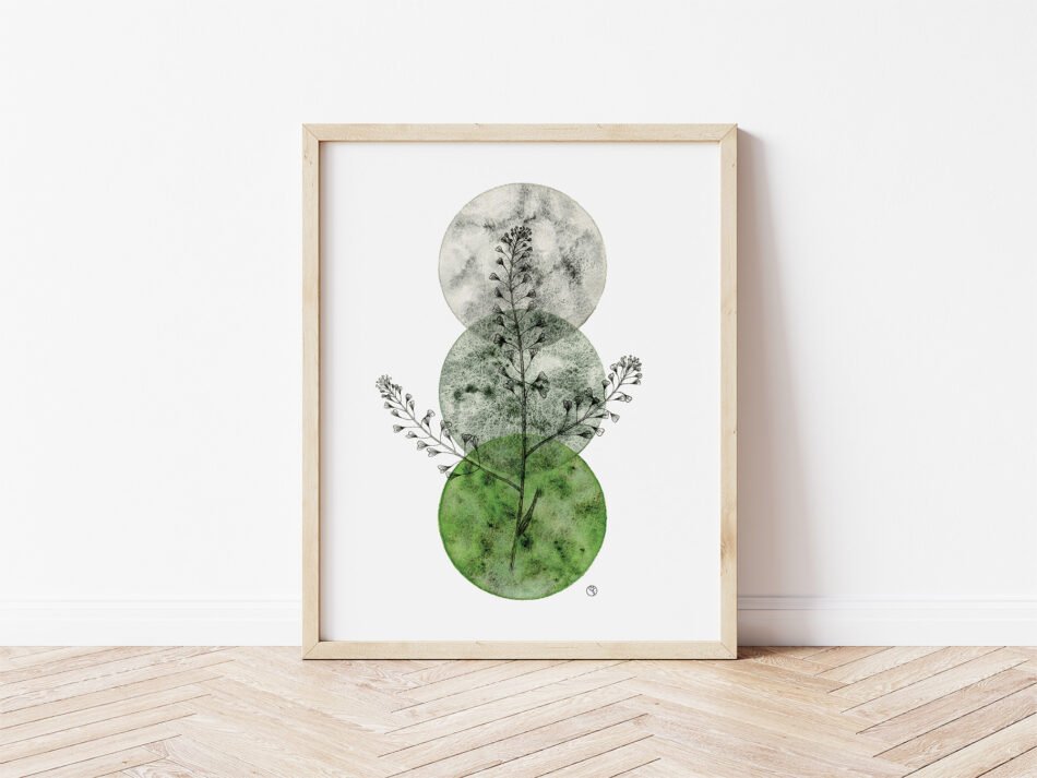 Reproduction d'une illustration botanique à l'aquarelle et encre noire représentant la capselle bourse à Pasteur herbes sauvages tirage d'art Fine art cadre clair ronds verts