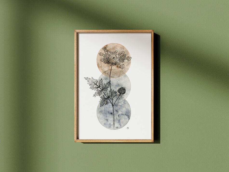 Reproduction d'une illustration botanique à l'aquarelle et encre noire représentant la carotte sauvage herbes sauvages tirage d'art Fine art