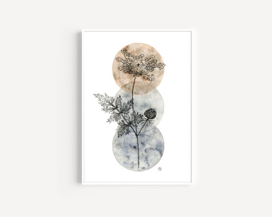 Reproduction d'une illustration botanique à l'aquarelle et encre noire représentant la carotte sauvage herbes sauvages tirage d'art Fine art ronds gris