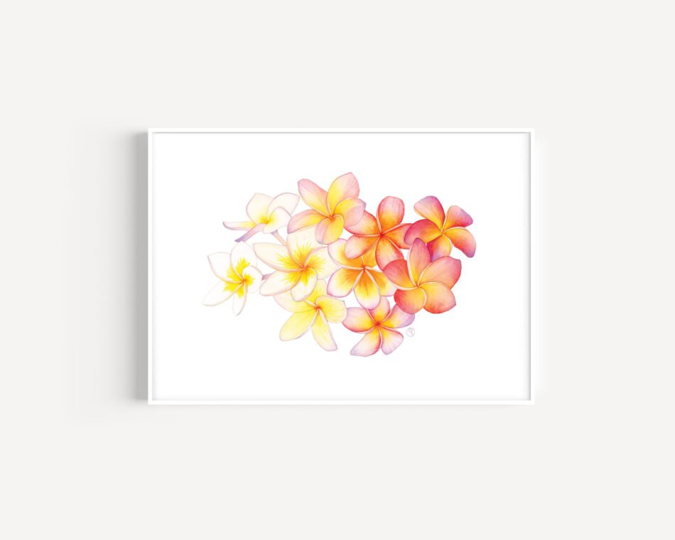 Illustration botanique d'une aquarelle de fleurs de frangipanier Plumeria rubra tirage d'art impression Fine art encadrée