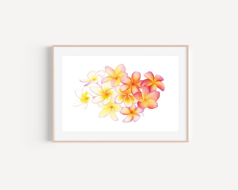 Illustration botanique d'une aquarelle de fleurs de frangipanier Plumeria rubra tirage d'art impression Fine art