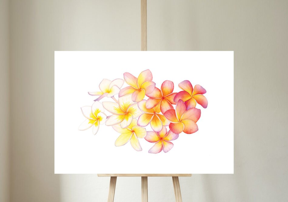 Illustration botanique d'une aquarelle de fleurs de frangipanier Plumeria rubra tirage d'art impression Fine art