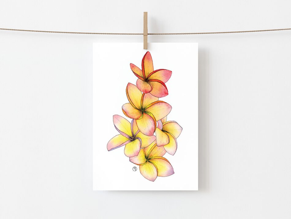 Reproduction d'une illustration d'une aquarelle de fleurs exotiques de frangipanier Plumeria rubra jaune orange rose format carte postale à envoyer ou à encadrer