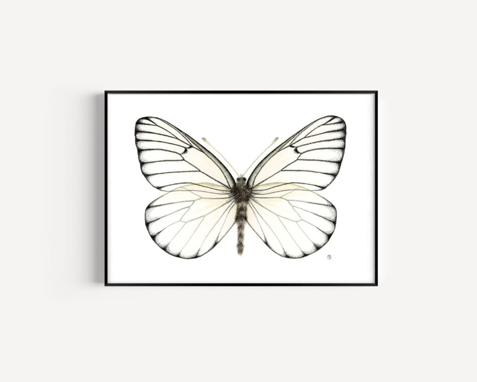 Reproduction d'une illustration animalière aquarelle et pointillisme à l'encre noire d'un papillon piéride Gazé tirage d'art Fine art cadre noir