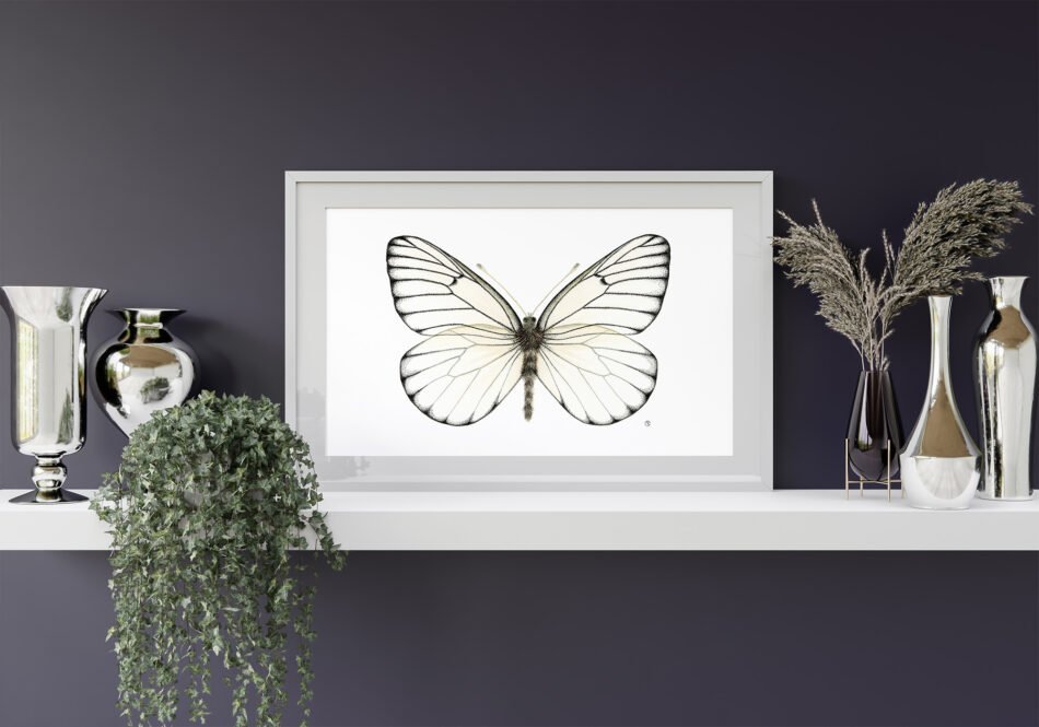 Reproduction d'une illustration animalière aquarelle et pointillisme à l'encre noire d'un papillon piéride Gazé tirage d'art Fine art cadre blanc