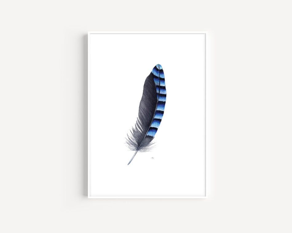 Illustration reproduction d'une aquarelle représentant une plume de geai format carte postale dans un cadre blanc