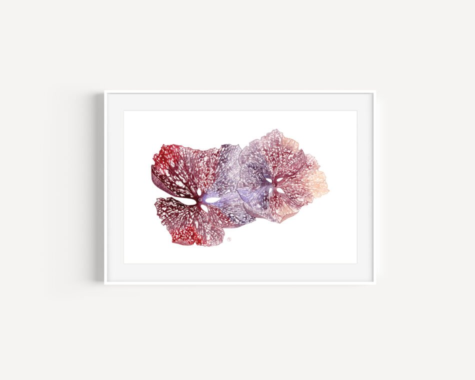 Reproduction d'une aquarelle originale de 2 fleurs d'hortensia rose montrant les dentelles formées par les nervures, encadrée, format A4