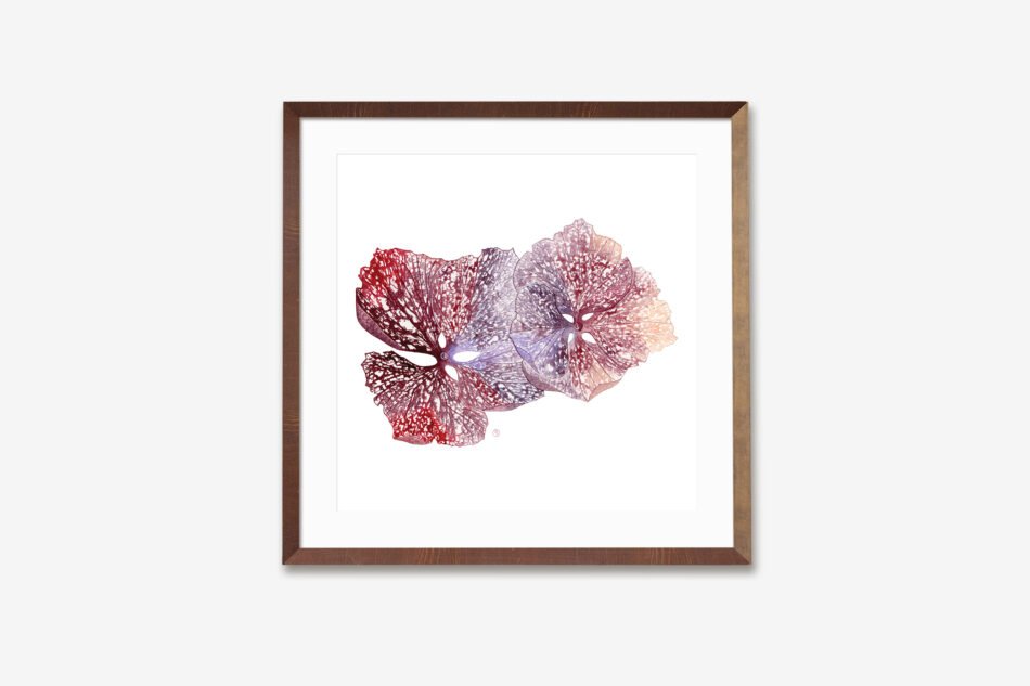 Reproduction d'une aquarelle originale de 2 fleurs d'hortensia rose montrant les dentelles formées par les nervures, encadrée