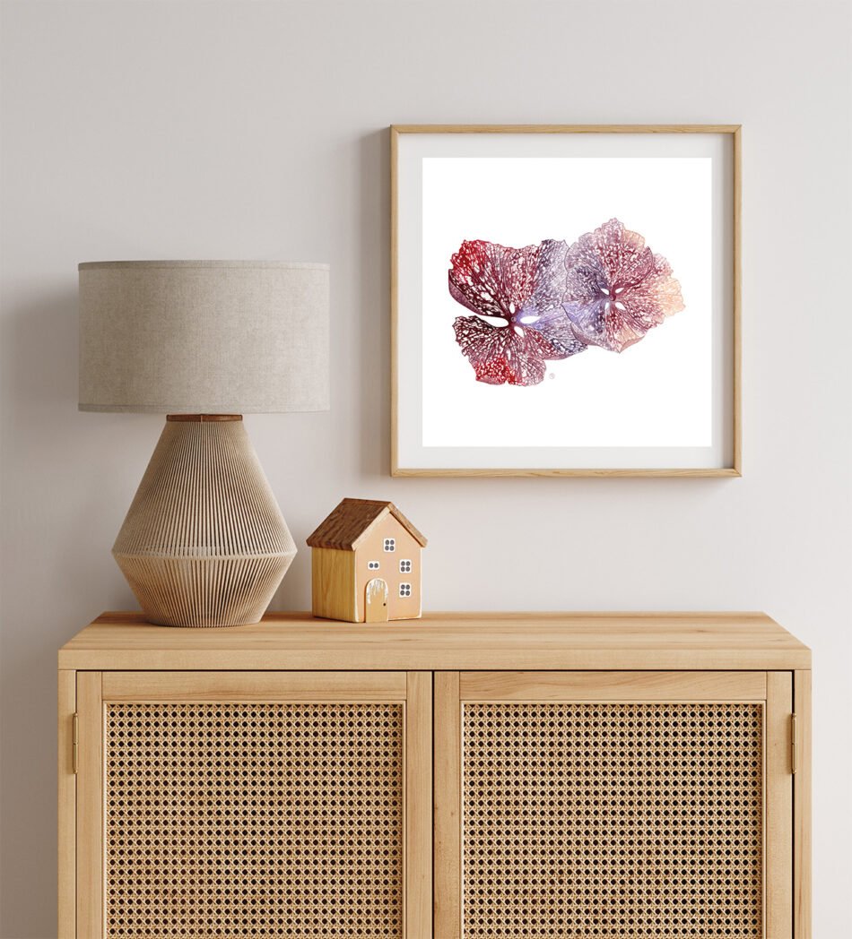 Décoration murale Reproduction d'une aquarelle originale de 2 fleurs d'hortensia rose montrant les dentelles formées par les nervures, encadrée
