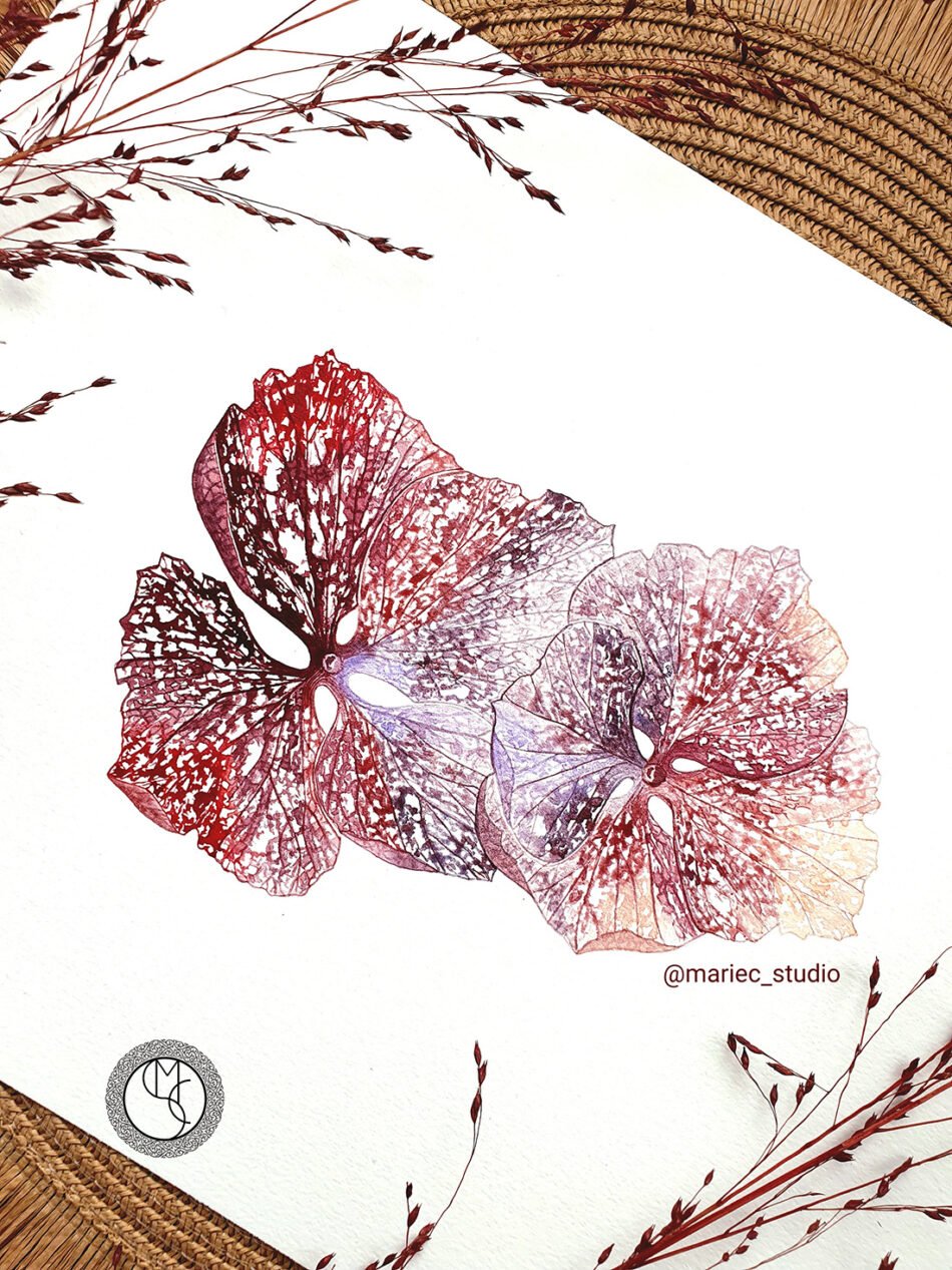 Zoom sur une peinture aquarelle représentant 2 fleurs d'hortensia rose montrant les dentelles formées par les nervures