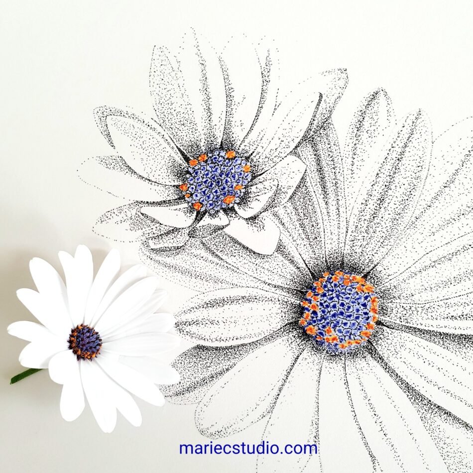 Gros plan sur un dessin de marguerites du Cap, technique pointillisme à l'encre noire et aquarelle