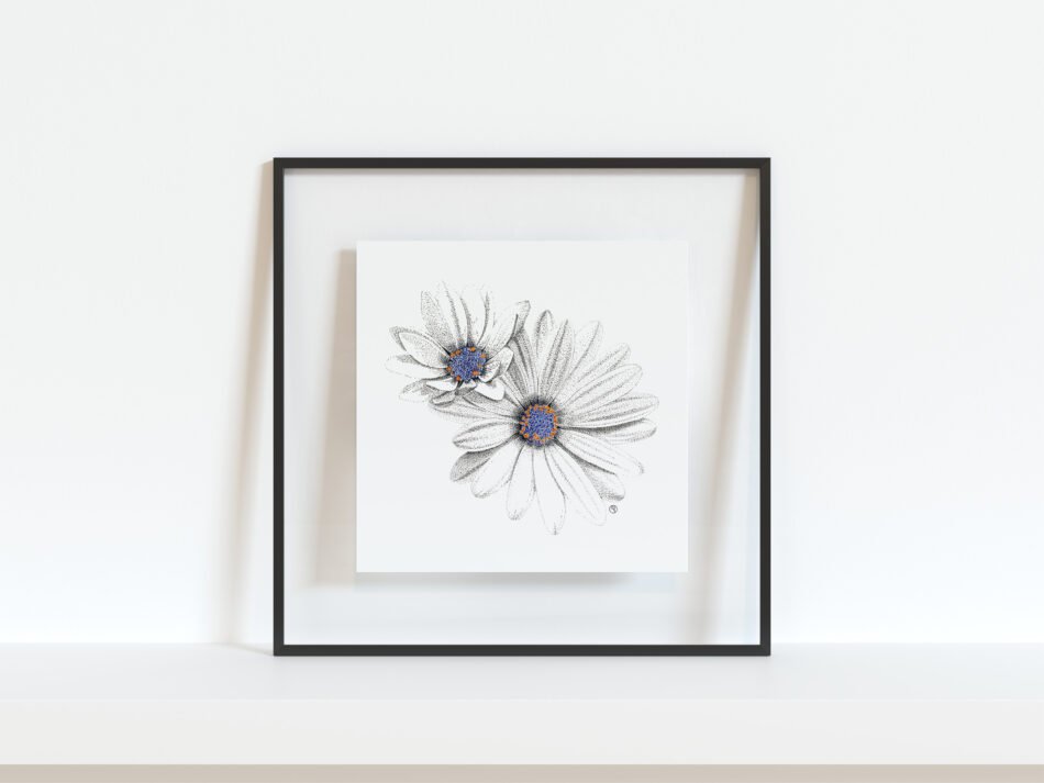 Tirage d'art Fine art reproduction d’un dessin original de fleurs de marguerite du Cap dans un cadre noir transparent au format carré