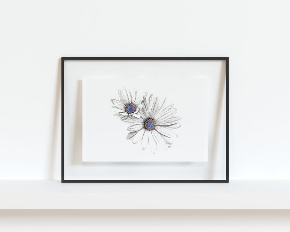 Tirage d'art Fine art reproduction d’un dessin original de fleurs de marguerite du Cap dans un cadre noir transparent