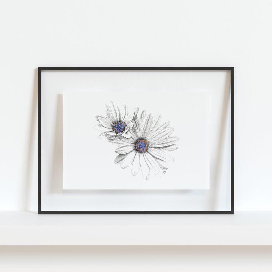 Tirage d'art Fine art reproduction d’un dessin original de fleurs de marguerite du Cap dans un cadre noir transparent