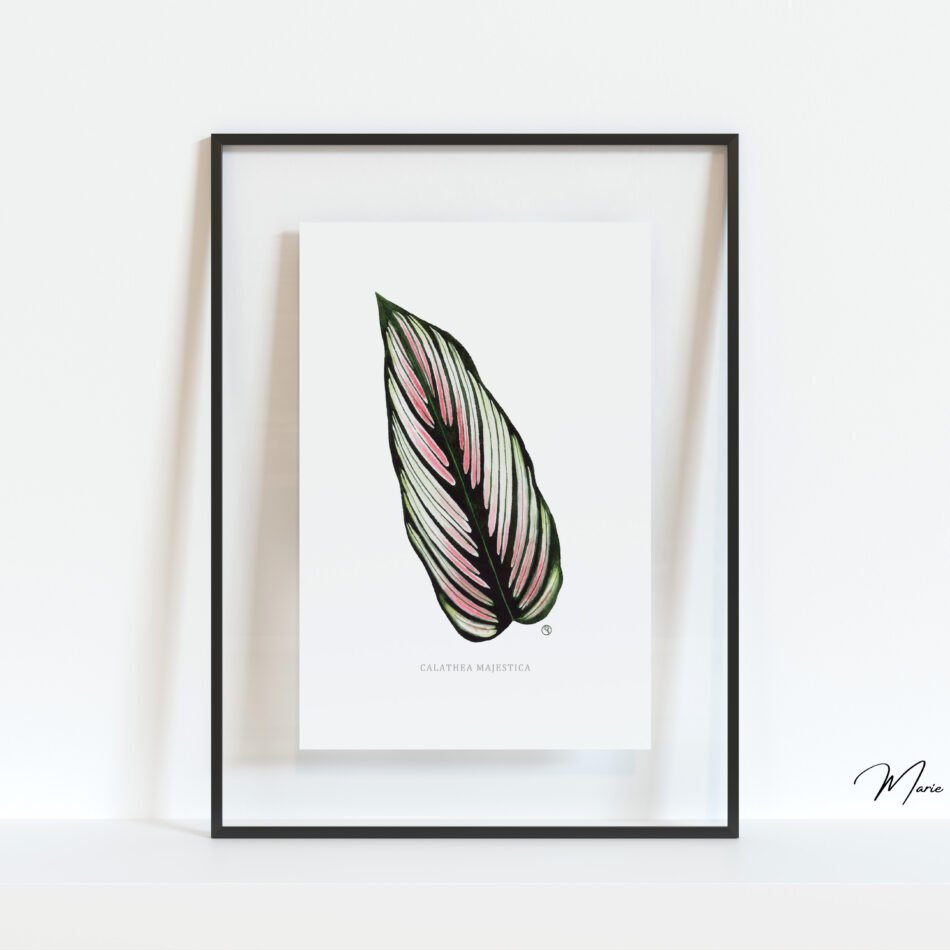 Tirage d'art d'une aquarelle originale représentant un feuillage graphique de Calathea majestica dans un cadre noir et fond en verre transparent réalisée par MarieC Studio