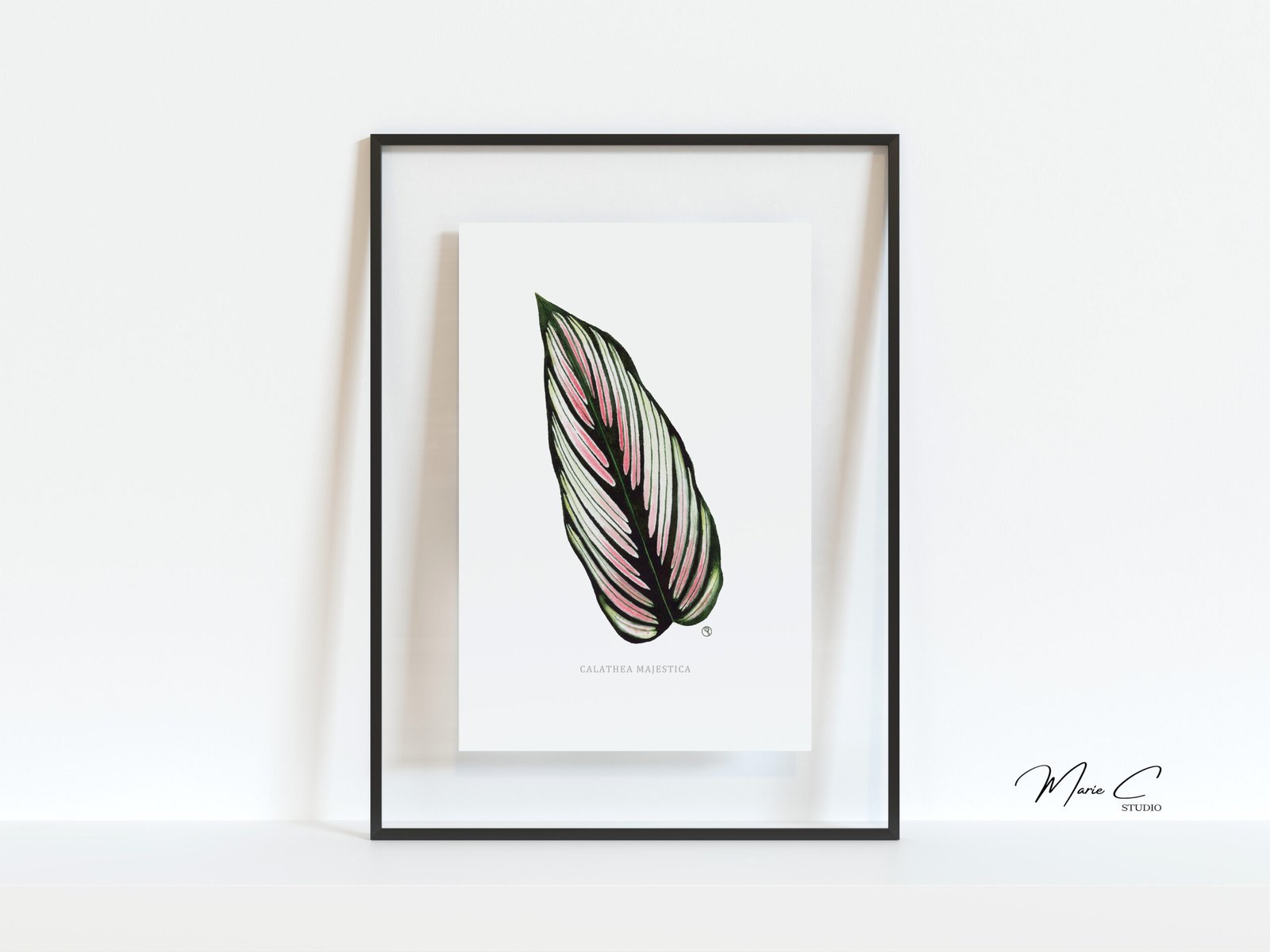 Feuillage graphique 1 Tirage d'art d'une aquarelle originale représentant un feuillage graphique de Calathea majestica dans un cadre noir et fond en verre transparent réalisée par MarieC Studio