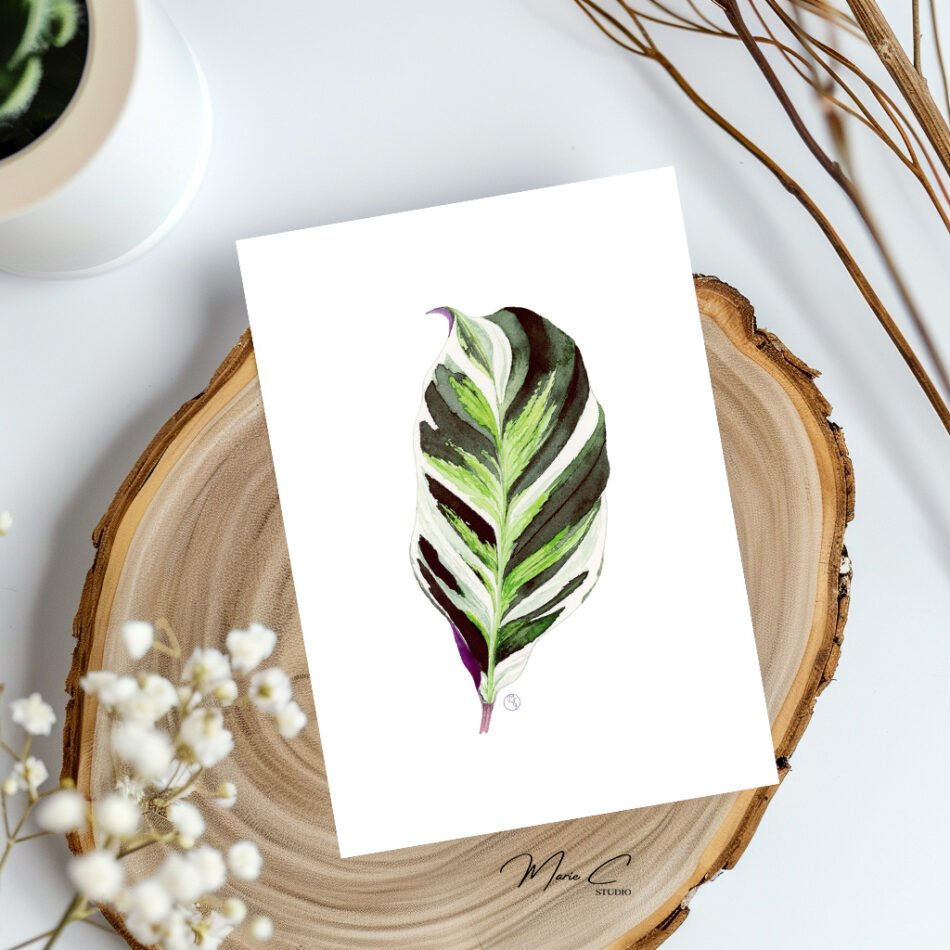 Carte réalisée à partir d'une aquarelle originale représentant un feuillage graphique de Calathea White Fusion, réalisée par MarieC Studio