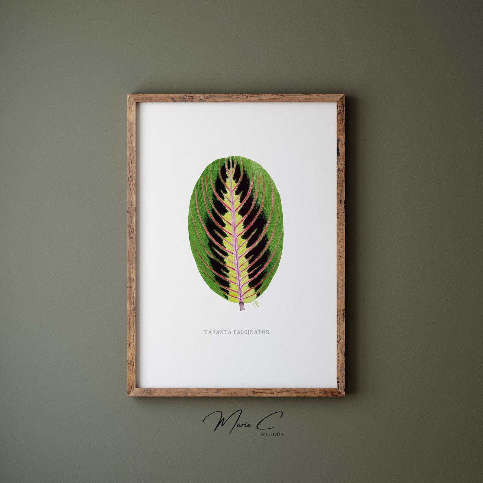 Feuillage graphique 3 Tirage d'art d'une aquarelle originale représentant un feuillage graphique de Maranta fascinator dans un cadre en bois sur fond vert, réalisée par MarieC Studio
